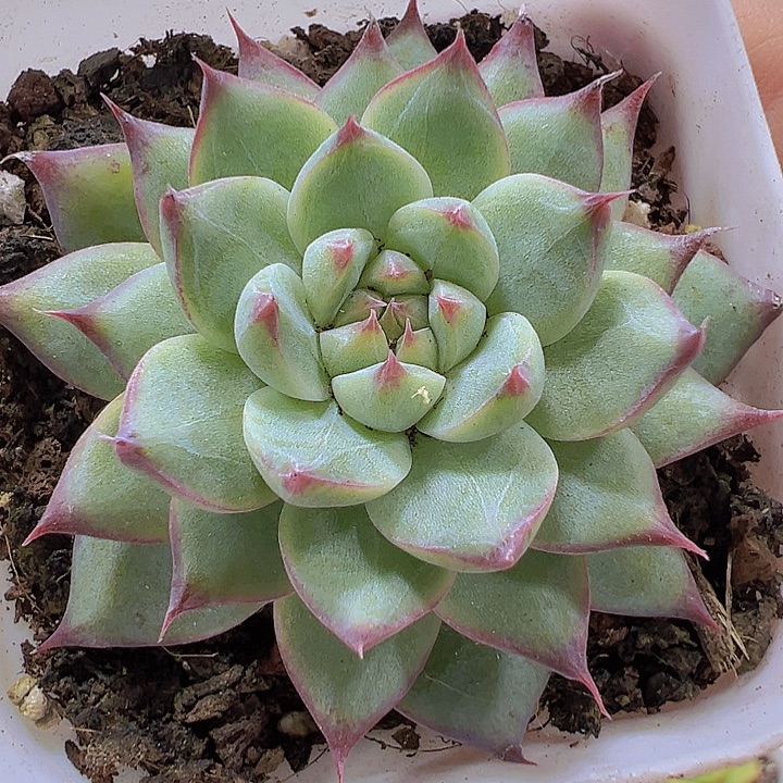 梦瑶19包邮多肉植物