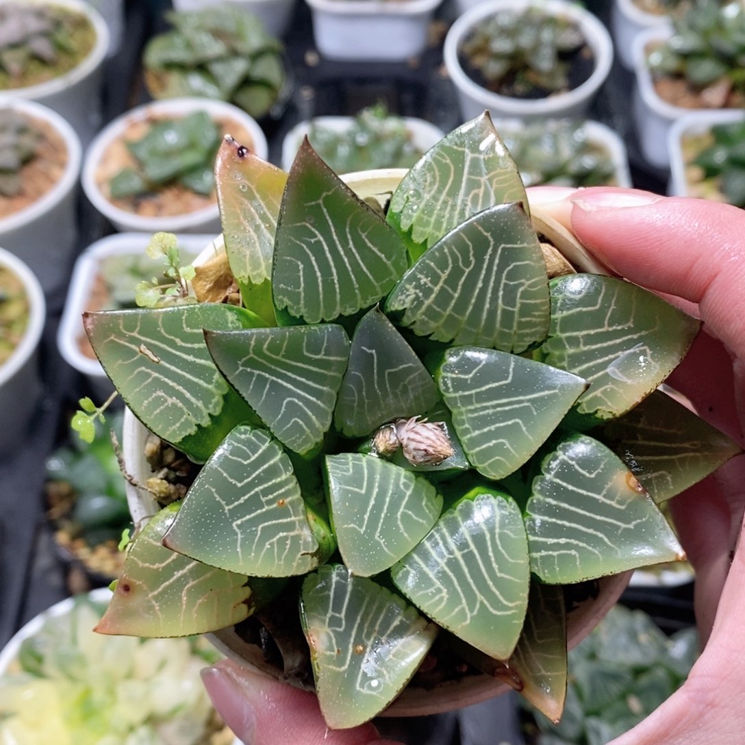 花影克母本玉露多肉