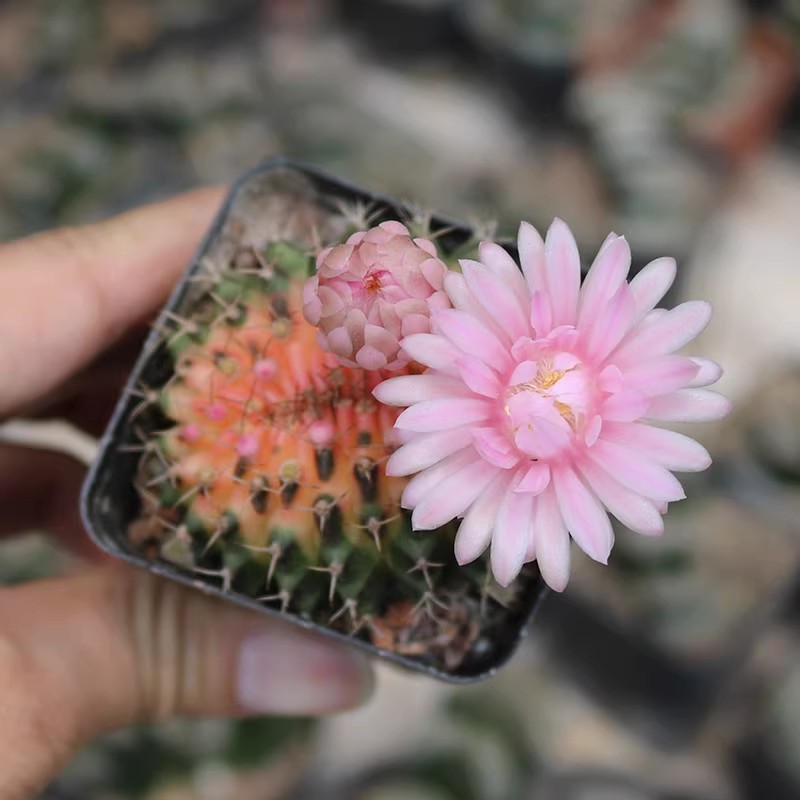 方盆翠晃冠缀化锦仙人球多肉植物