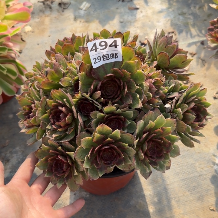 红丝绒。多肉植物……