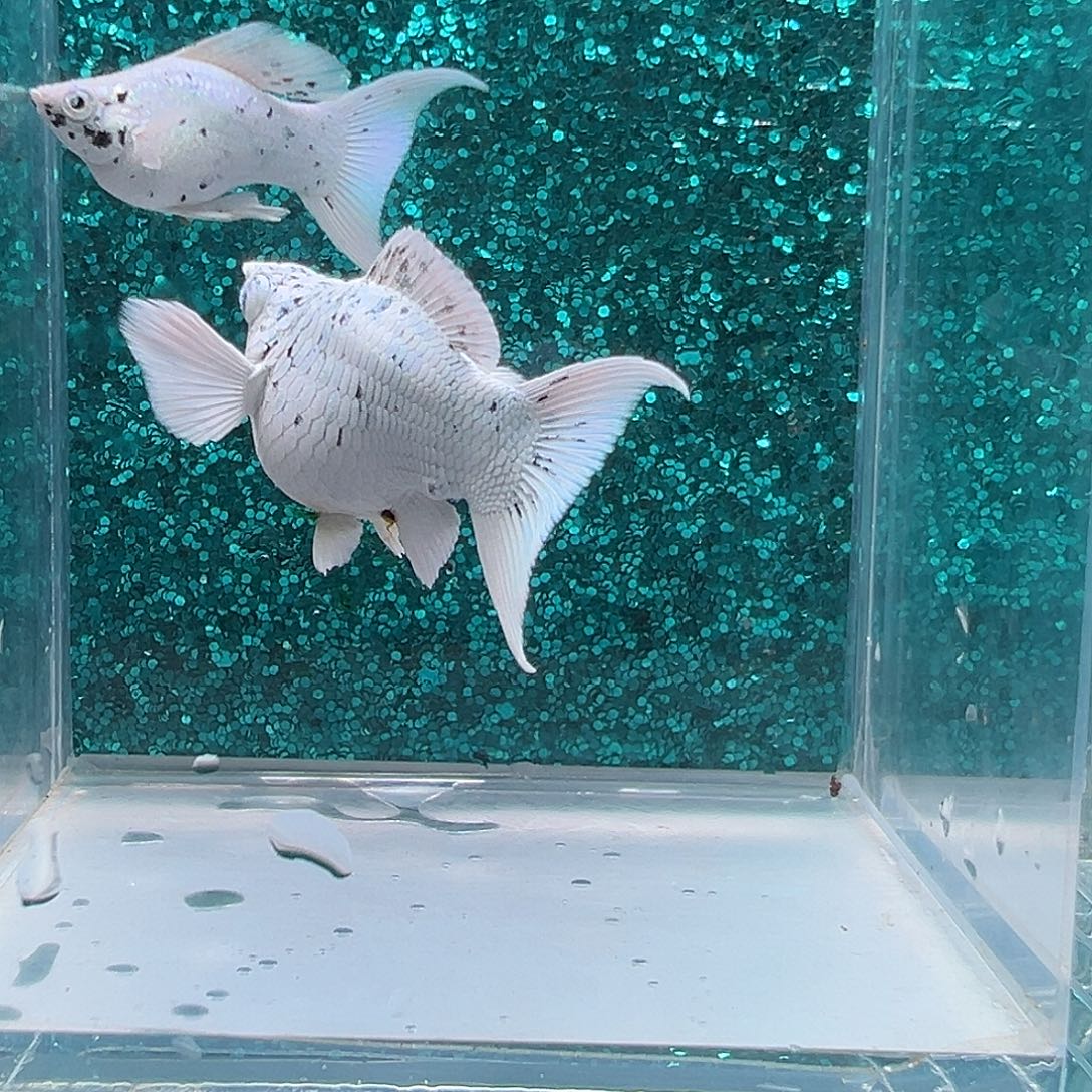 孔雀鱼奶牛玛丽一对0023