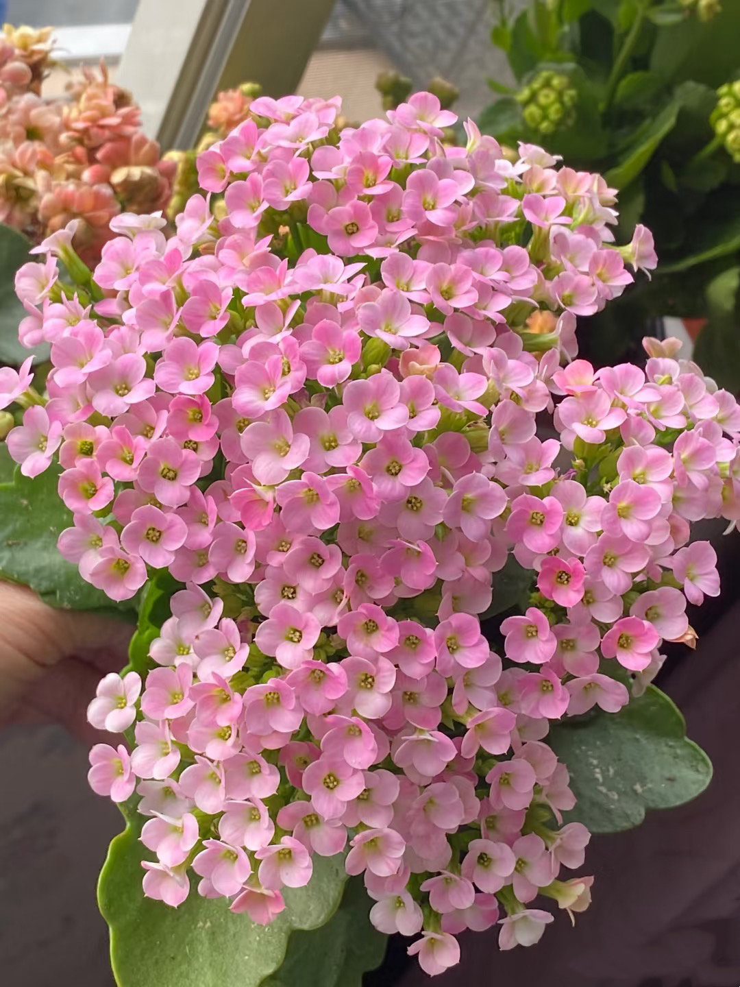 春晓 开花版 130盆 北京昊景