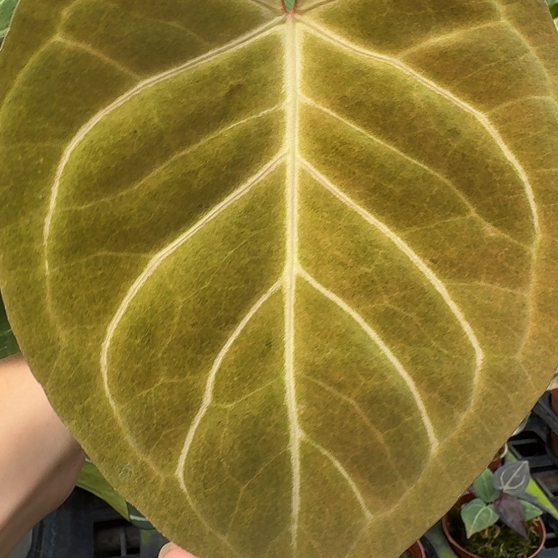 不开花植物Kos杂华丽锦G665