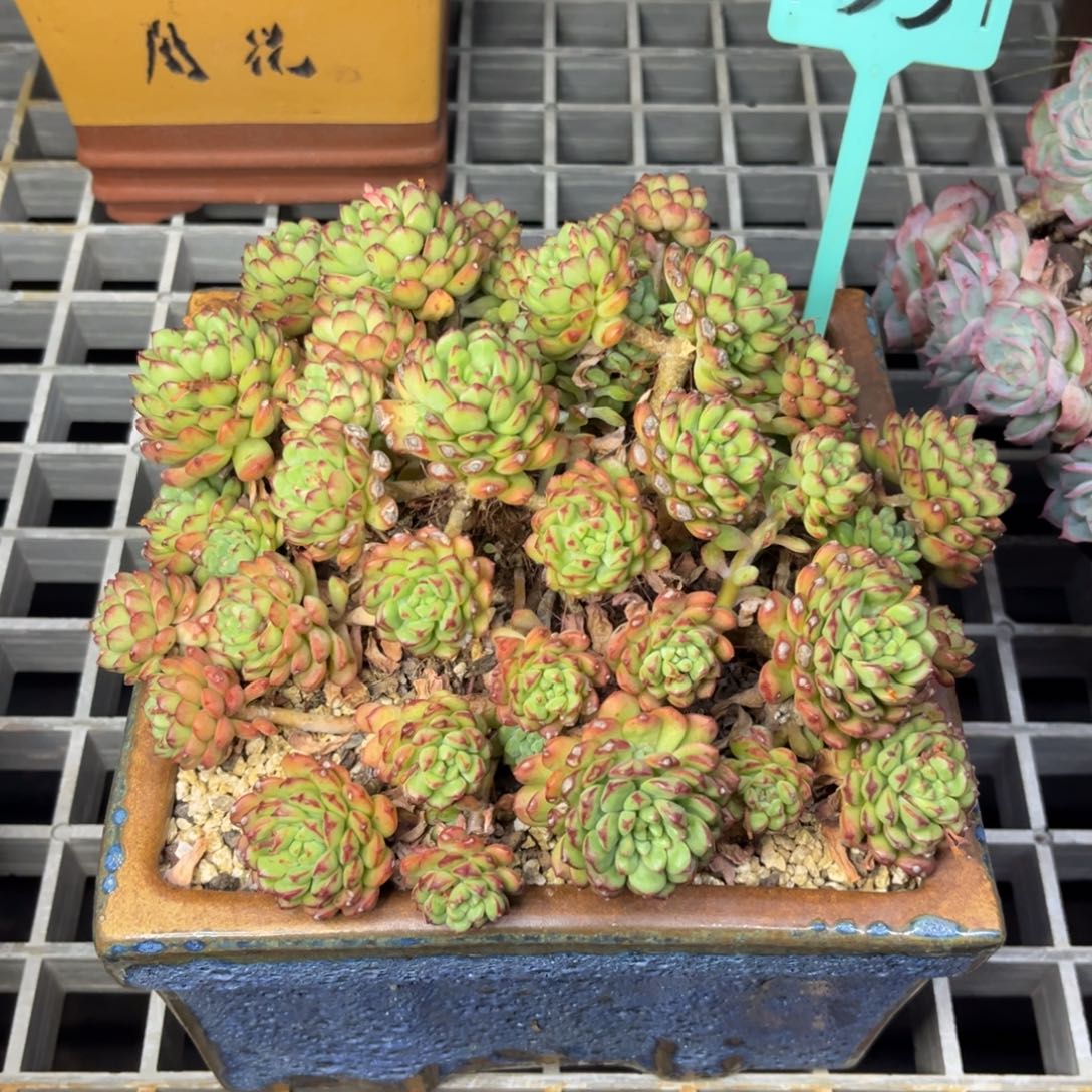 破***?小雨多肉凝结一堆