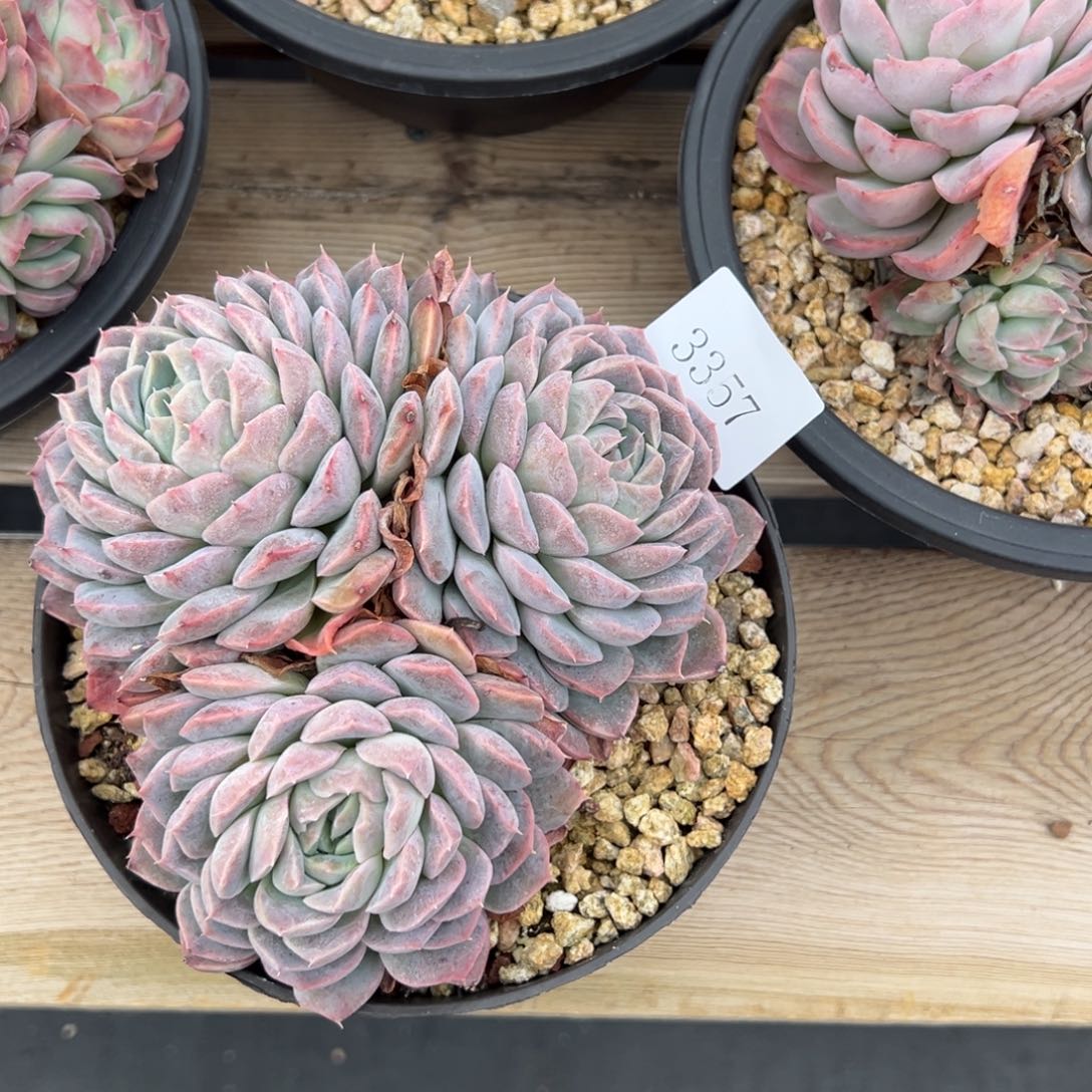 柔*3357多肉多多的地方