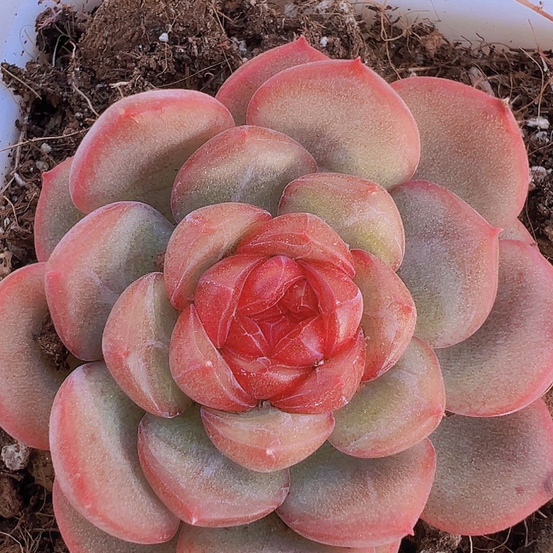 精品琴心19包邮多肉