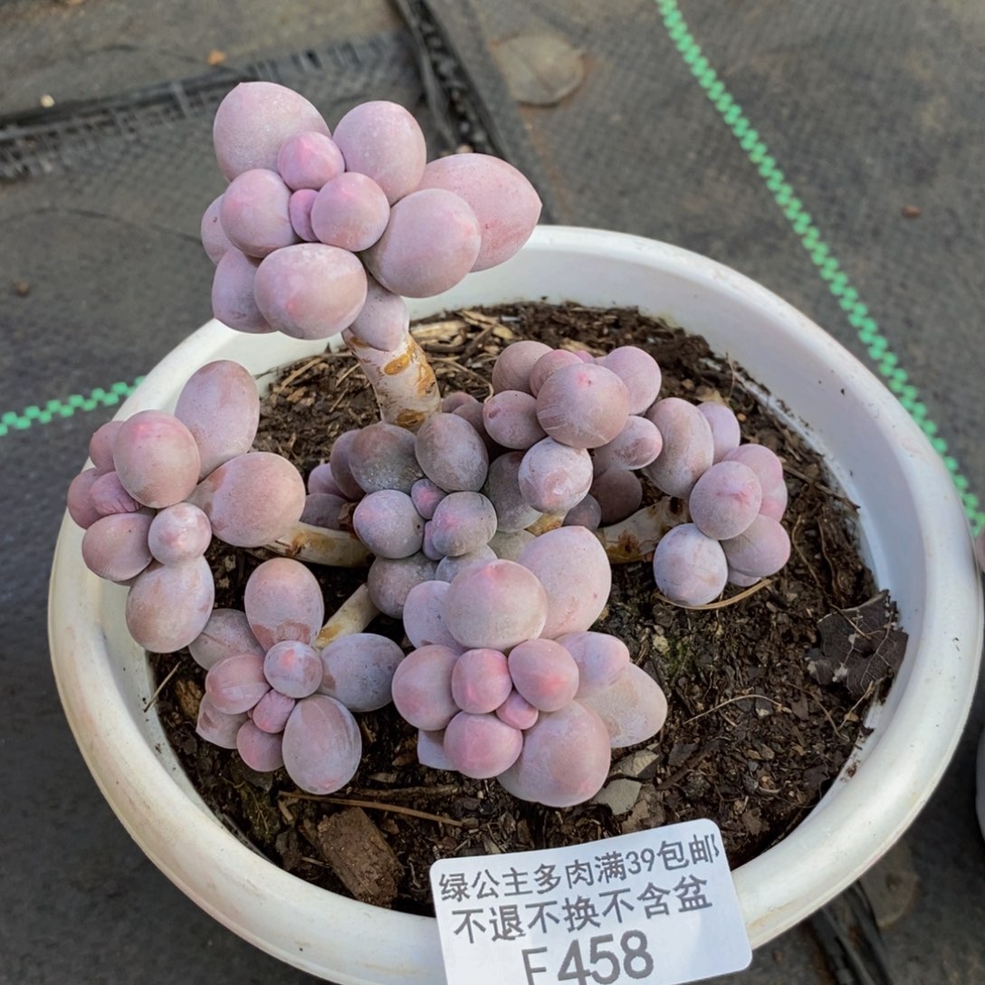 458香水手指奶多肉9cm