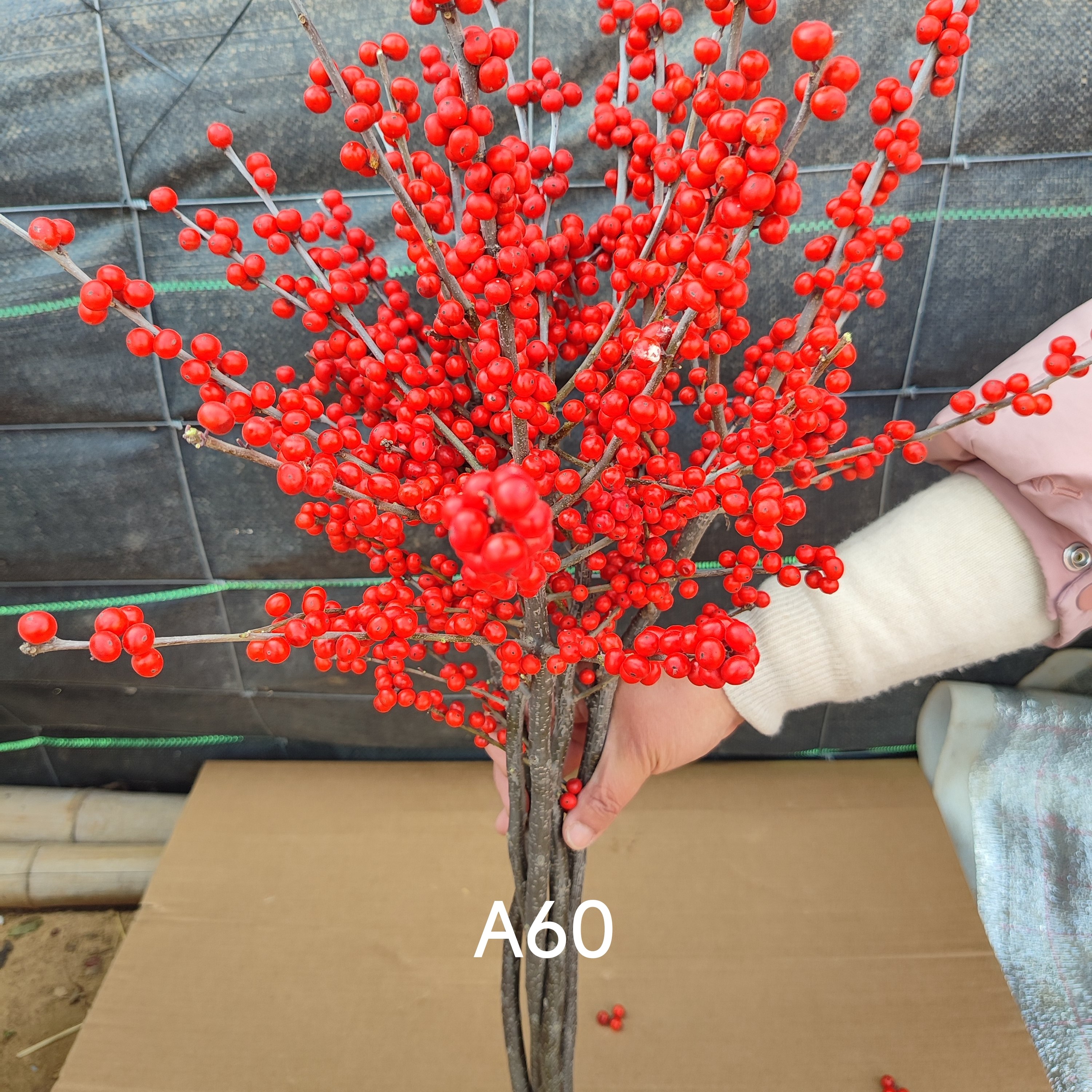 A级观赏中国红北美冬青冬季高品质居家办公瓶插花新鲜切枝花期长