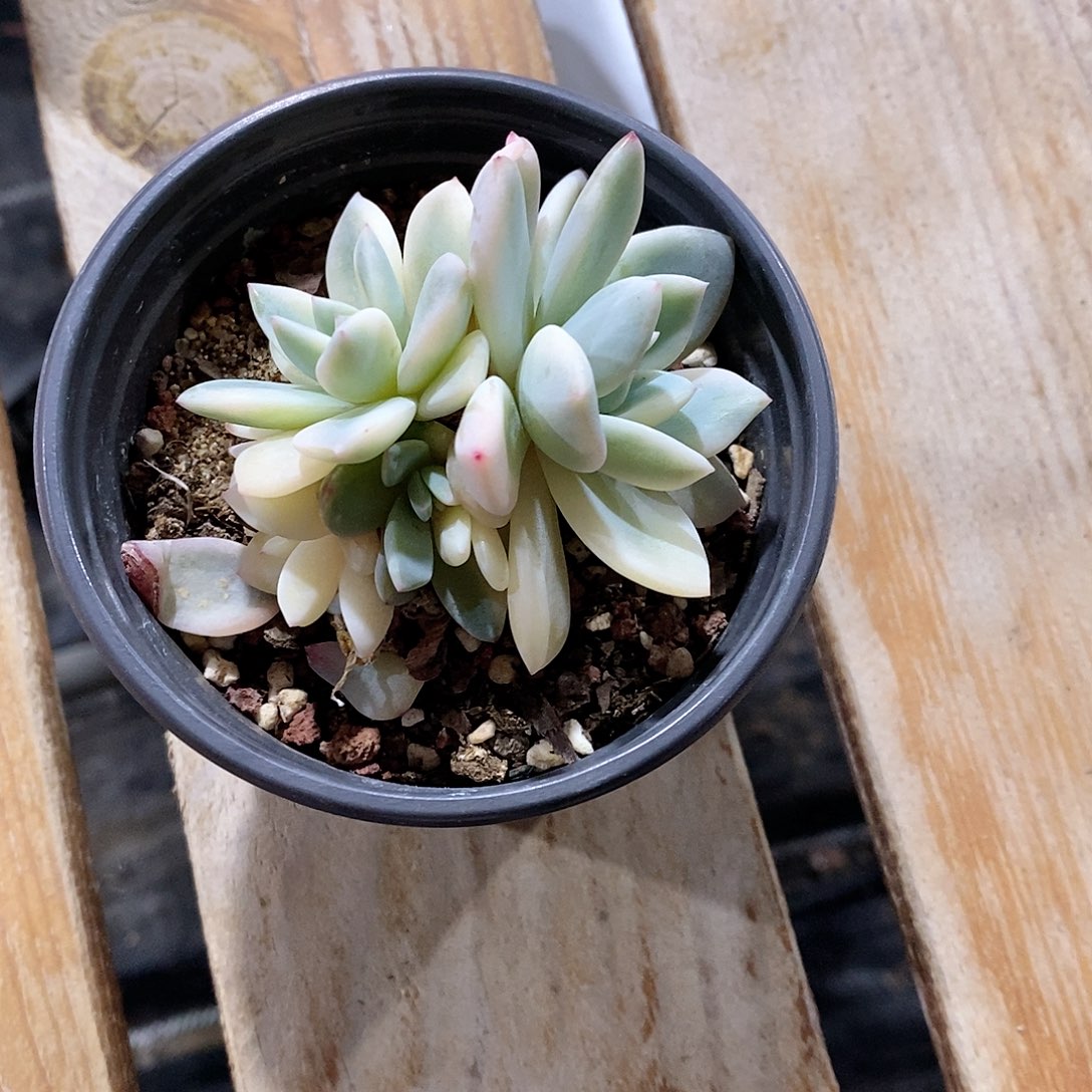 橙梦露锦多肉植物老桩