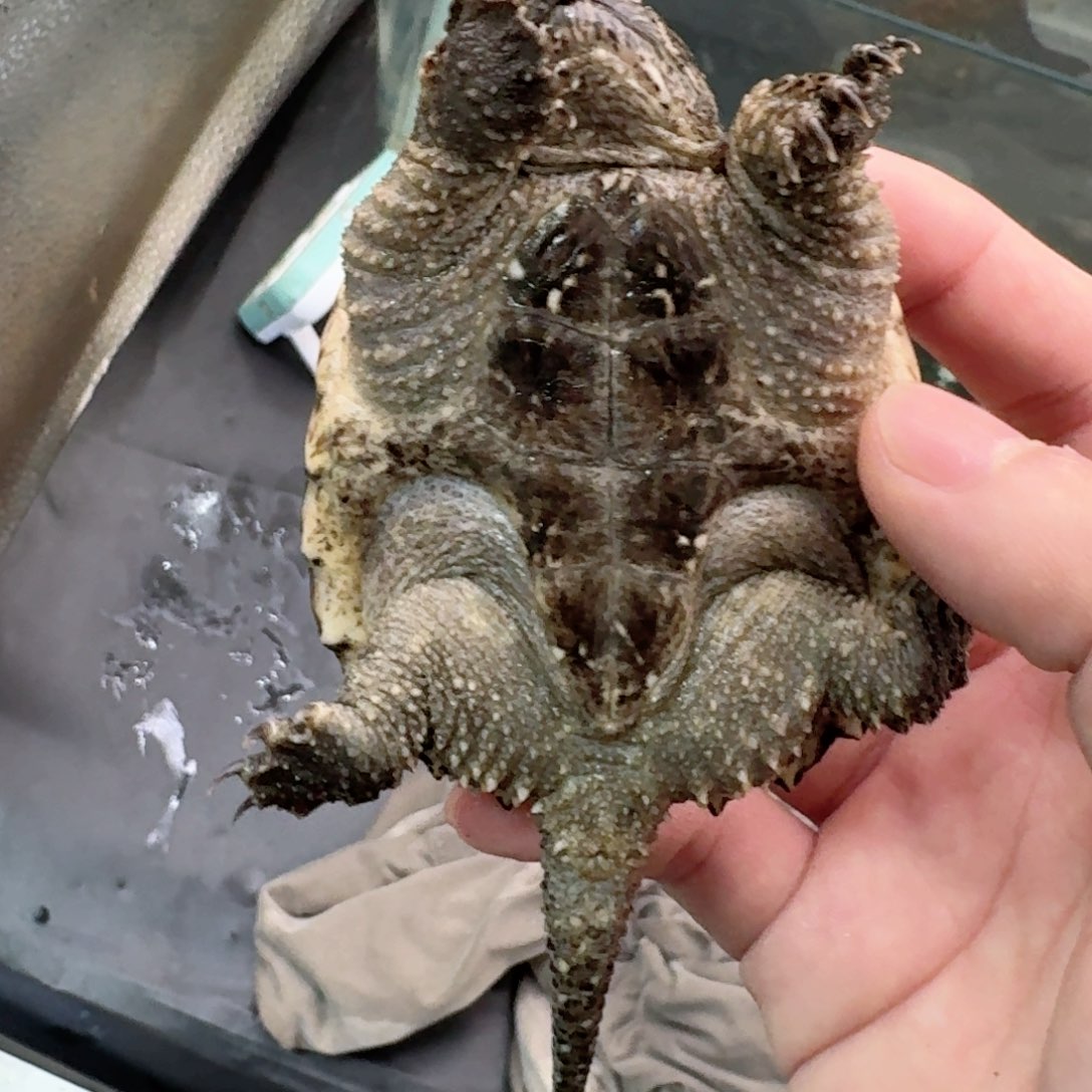 宠物龟不分公母111