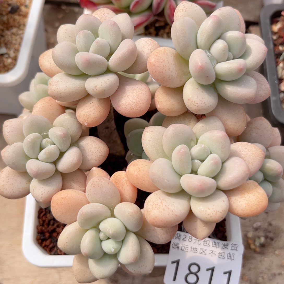 大1811、sh x j x jv j j j