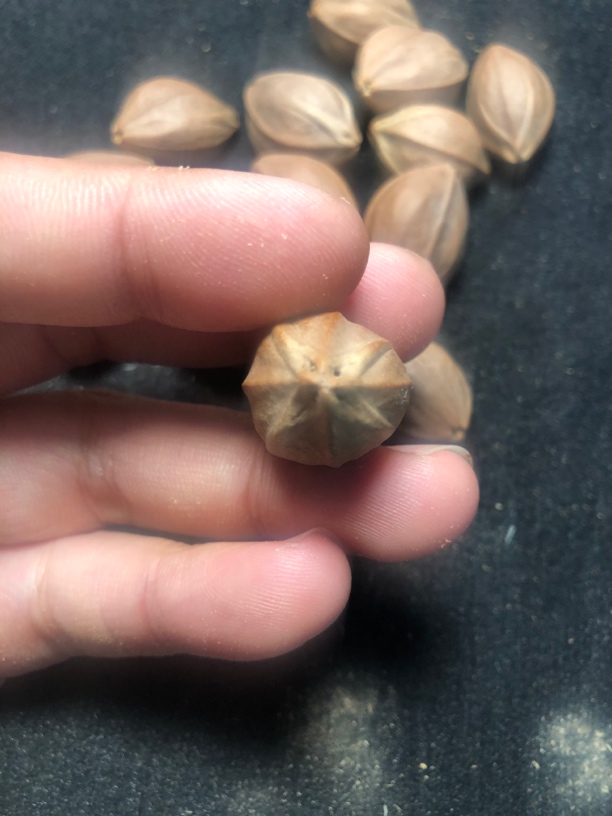 橄榄核铁核四花原料，核型不规则
