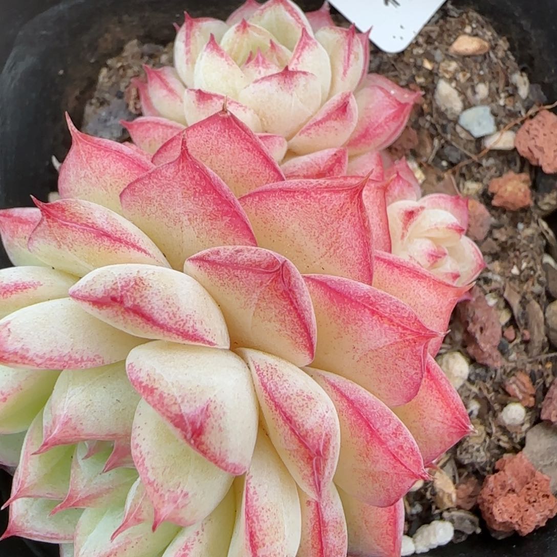 花语逸镜0208-252