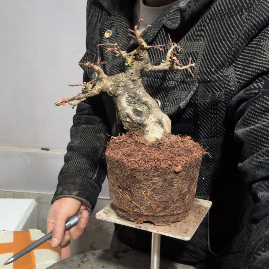 益***健云南昭通红花平枝栒子