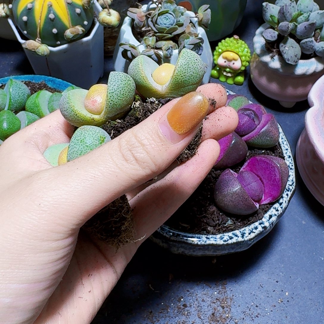 金色元宝3颗裸根福利