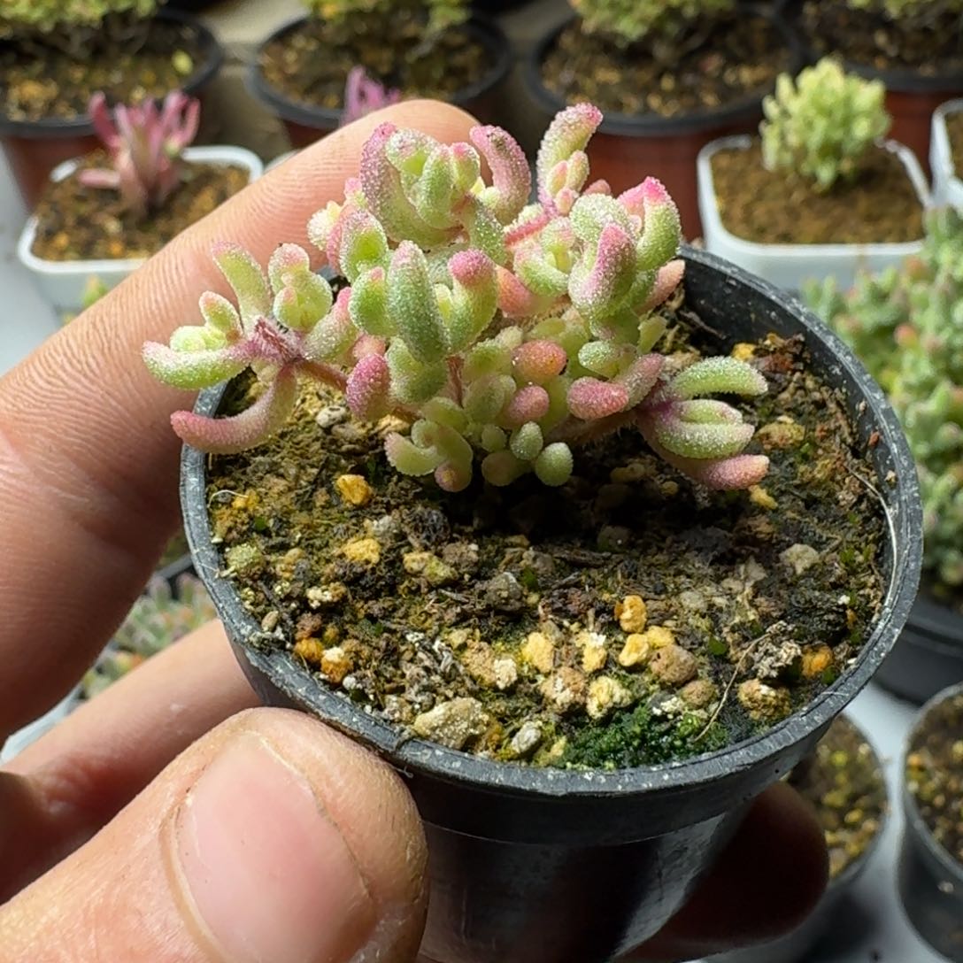 ?多肉植物枝干番杏