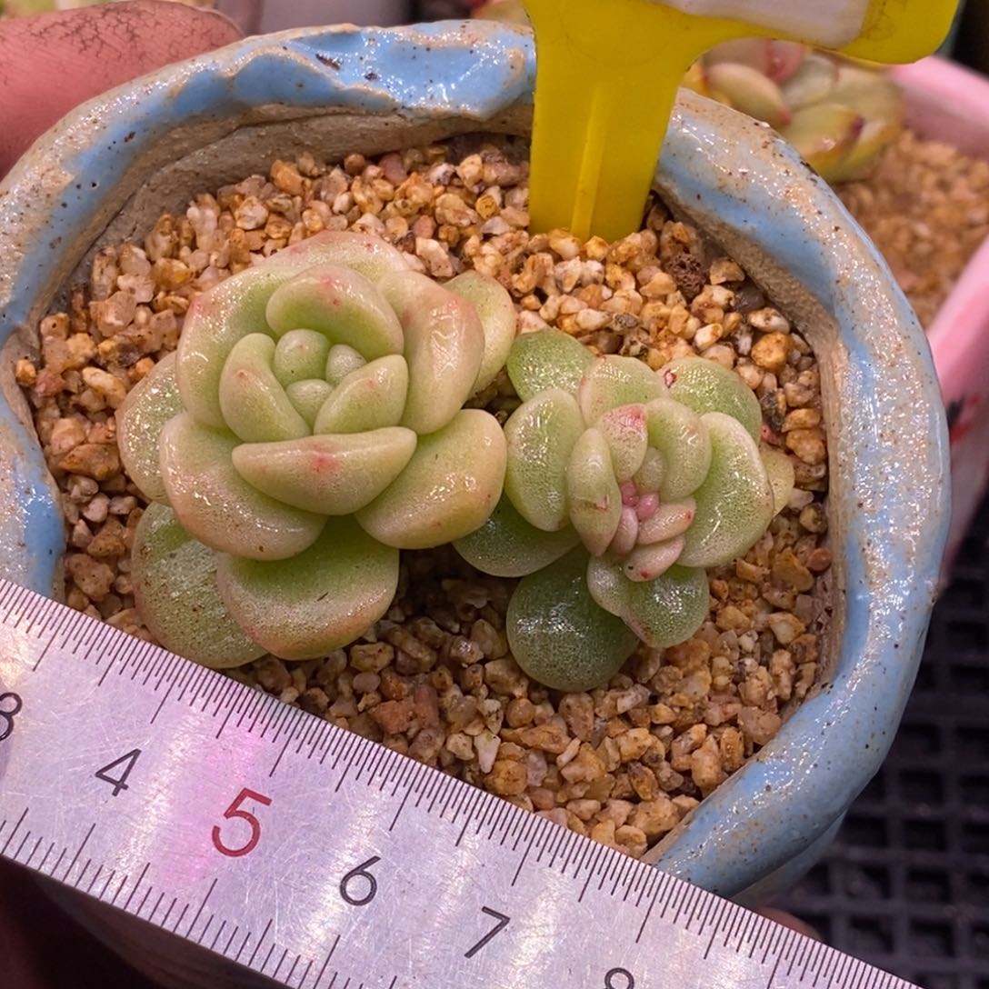 515冰玉石化锦缀…………