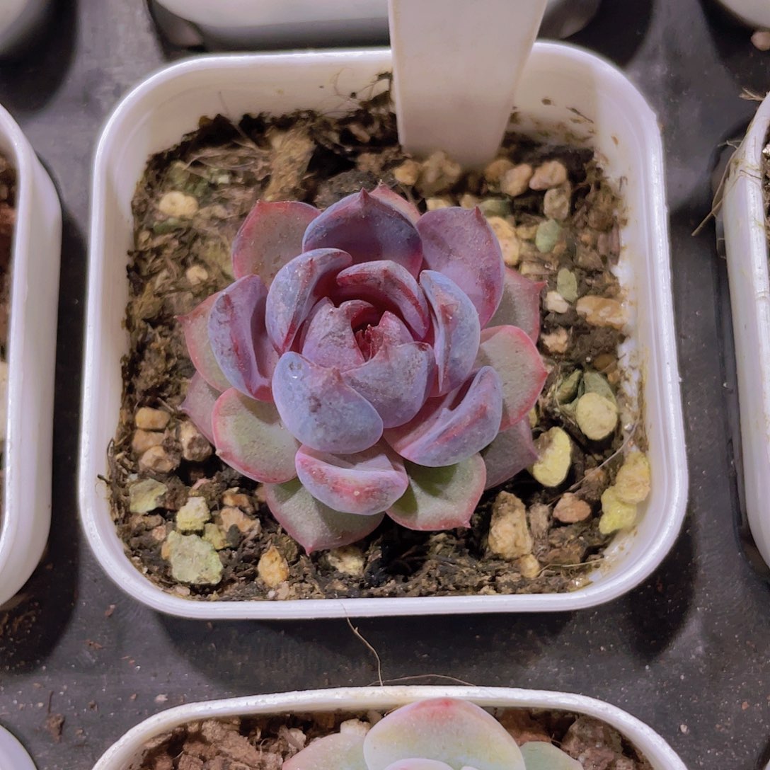 黑澄a049一物一拍