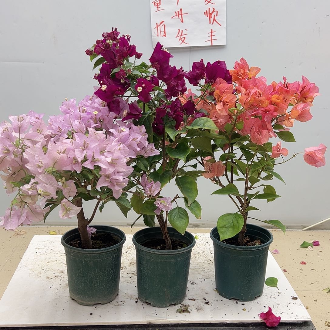 大部分花苞少量开放苹果花，黑暗行者，波妹组合