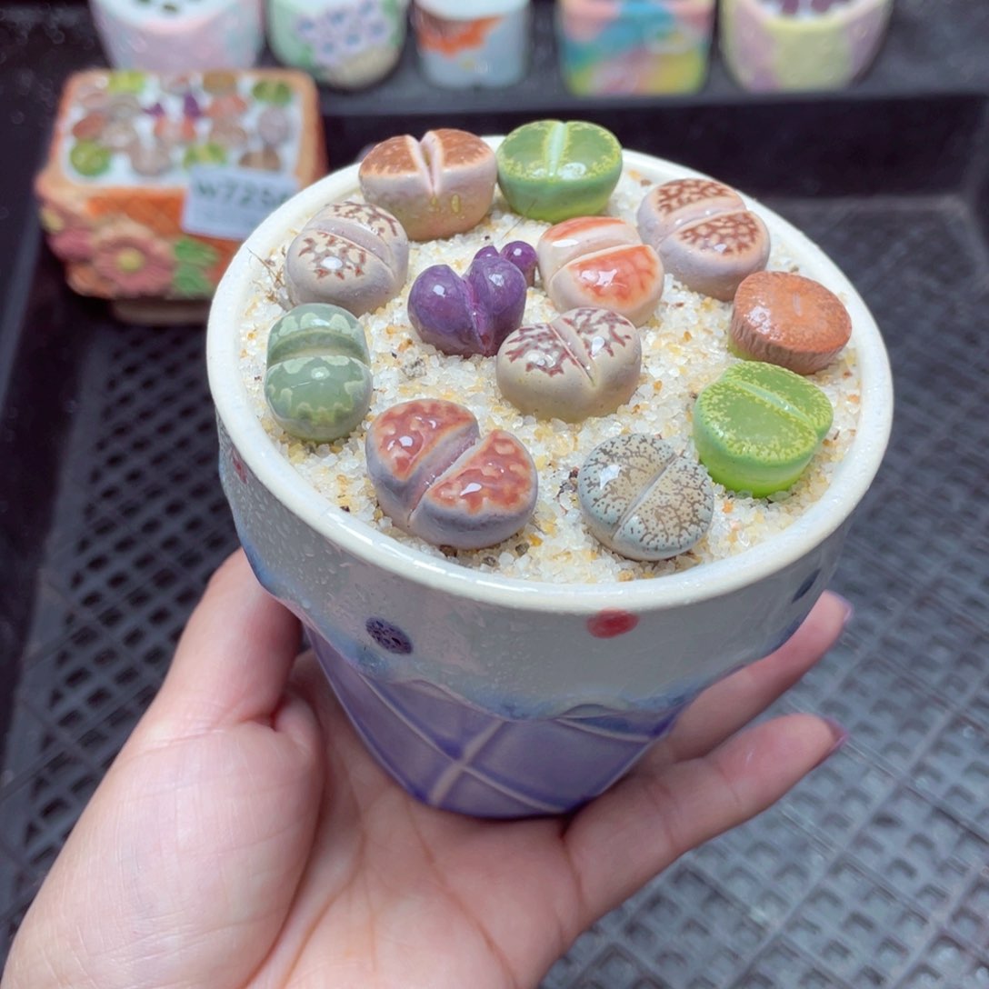 w7258 -零下地区拍保温箱-15支持寄养