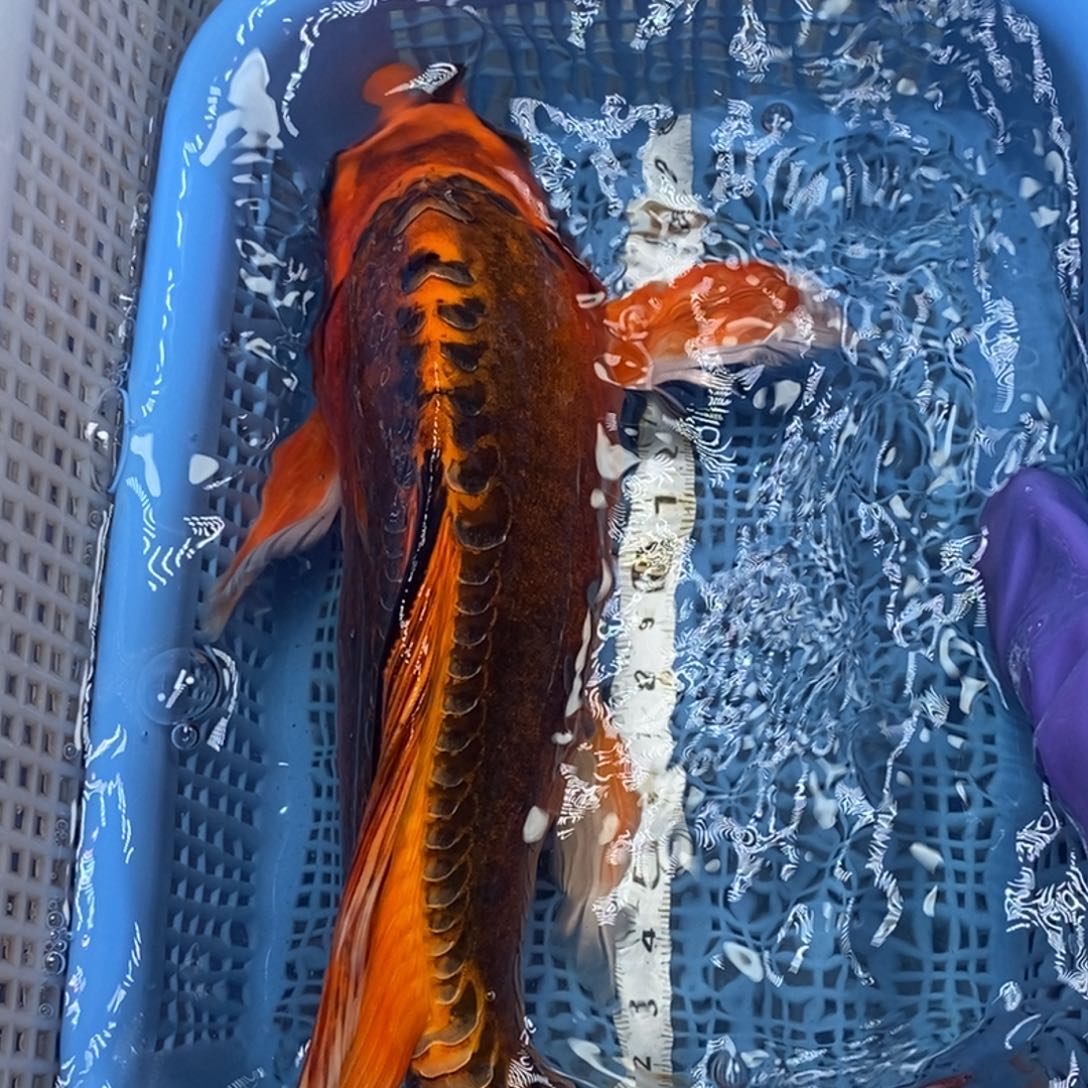 锦鲤冷水锦鲤包邮