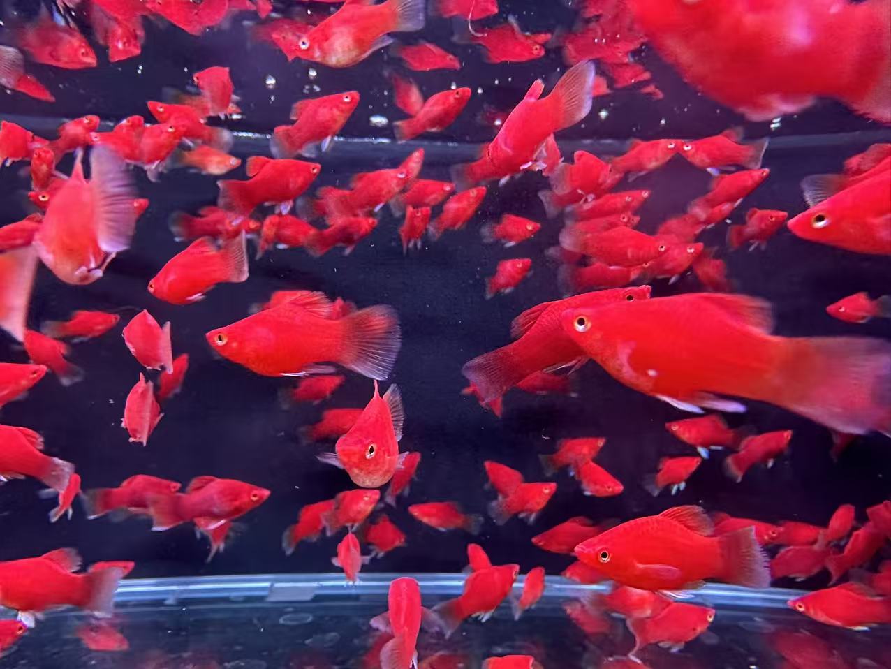红球鱼玛丽球太阳球红鱼除油膜小型热带观赏鱼