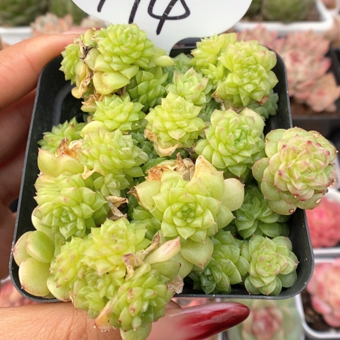 油透麦杆群生可拍994号。   