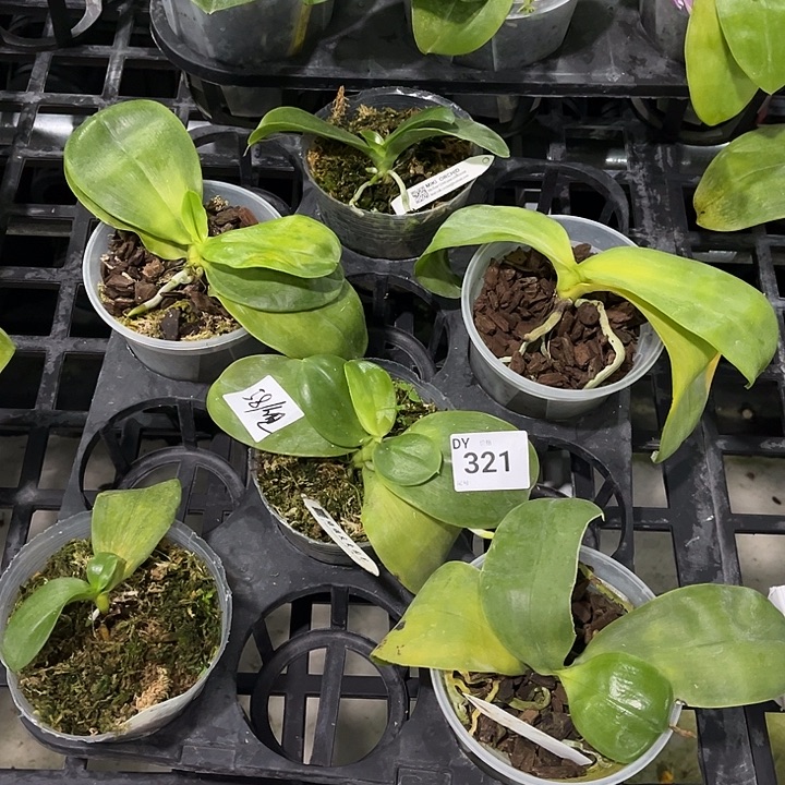 全部花苞321 叶黄烂根裸根发货任何理由都不售后