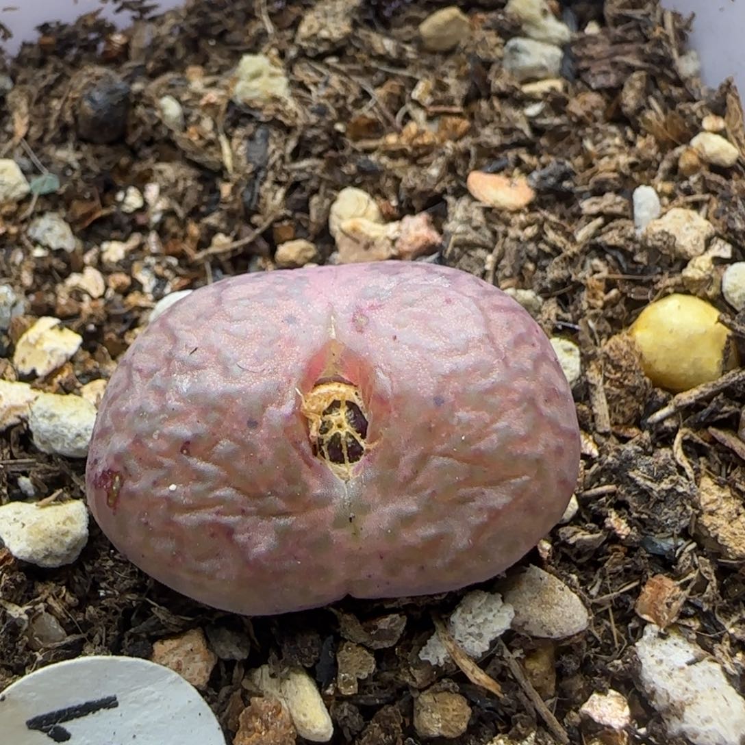 杂交漂亮多肉植物131