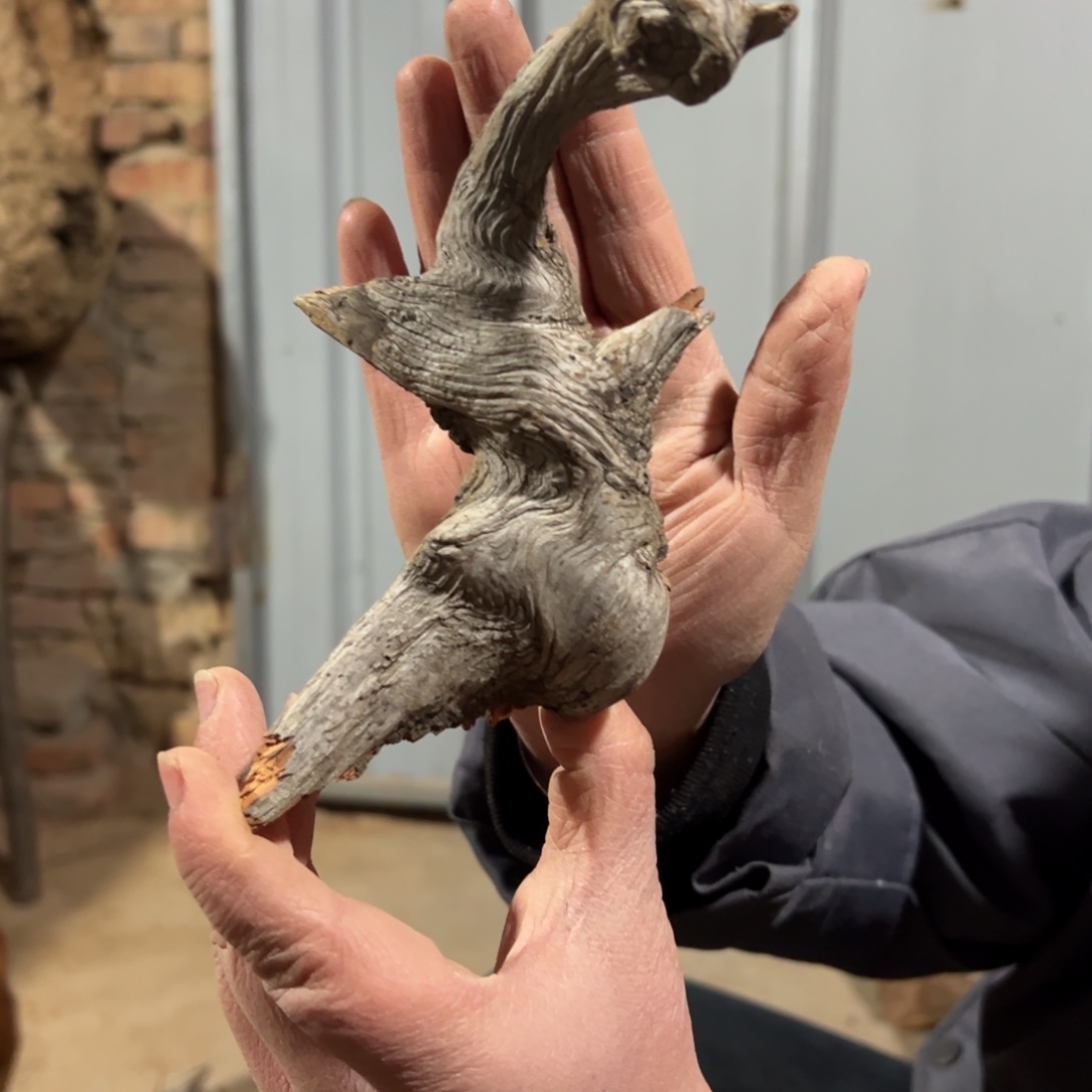 柏木（崖柏）小**生