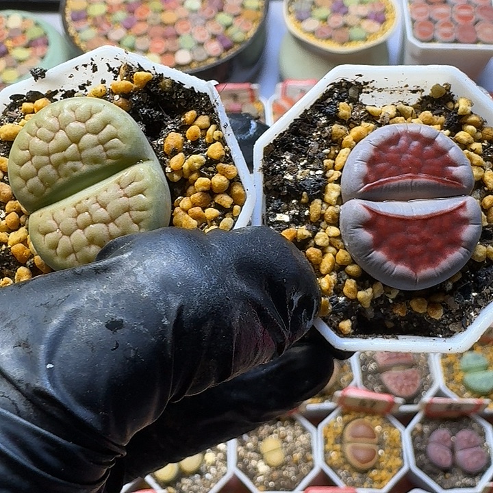 雨***點生石花111111    209