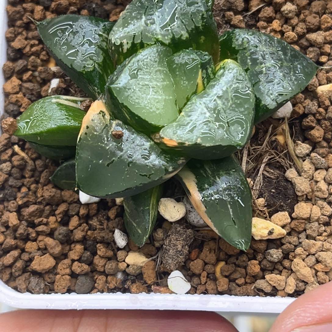 216龙禧锦发发发发发发