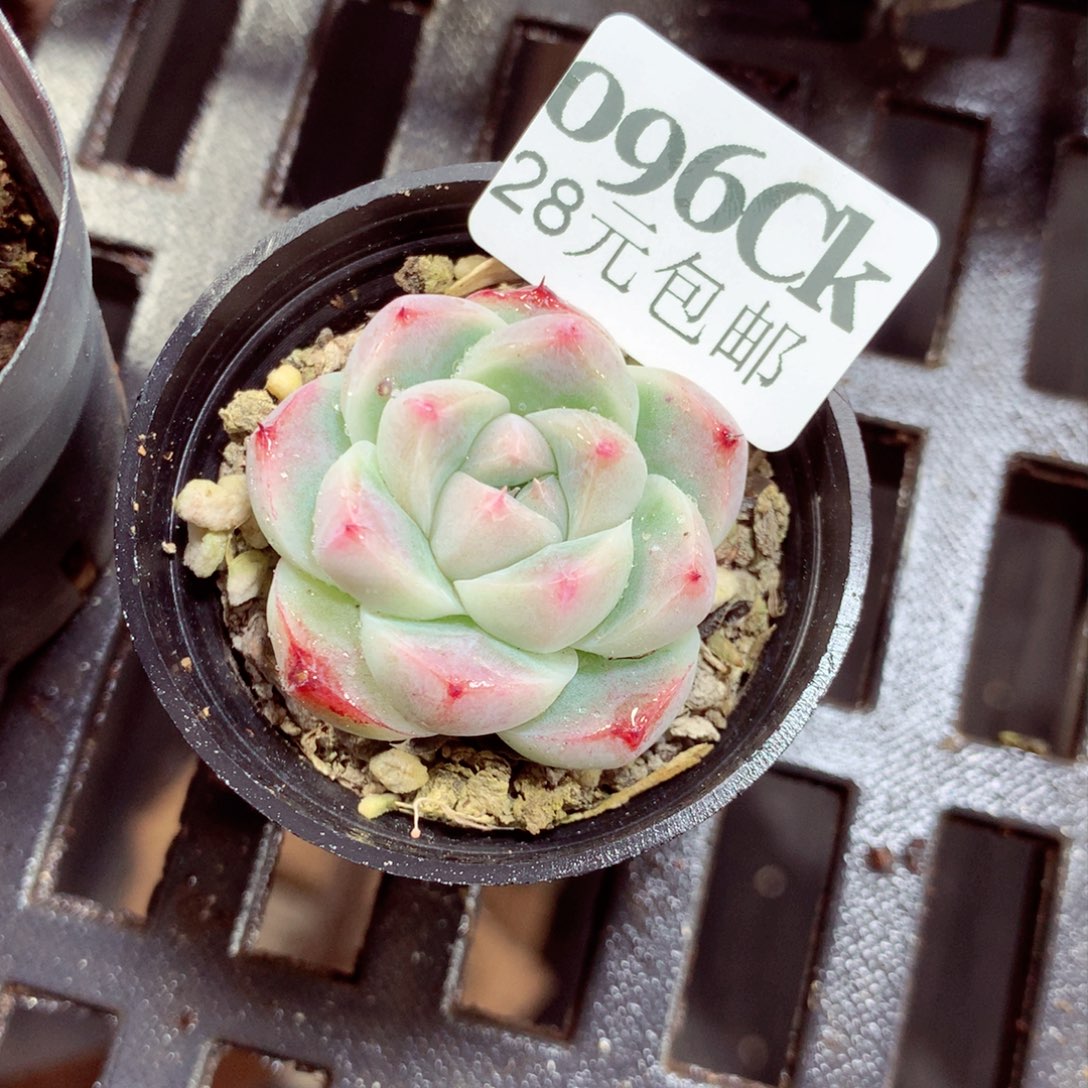 5厘米盆精控多肉096