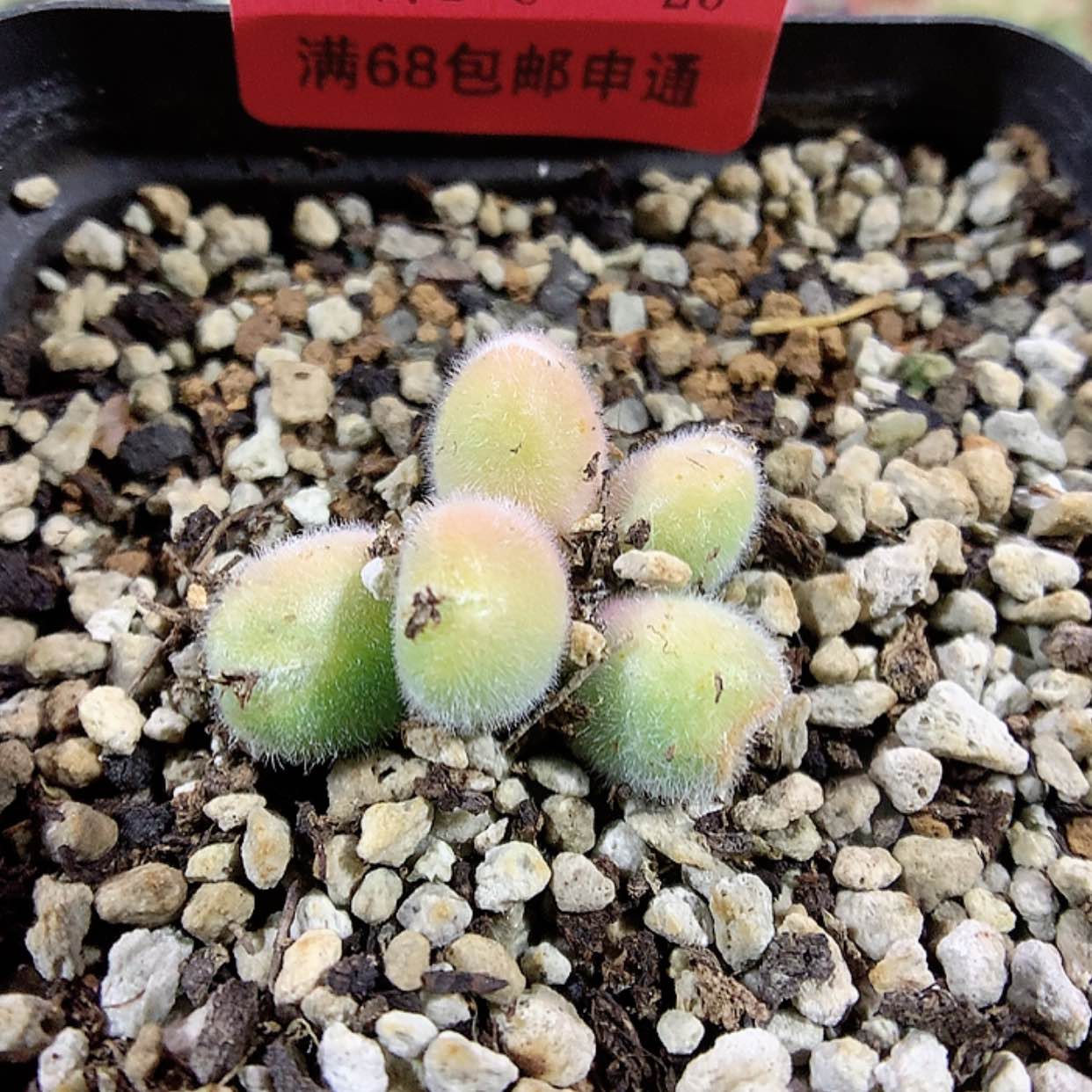 【闪购商品】2-8-26 瑕疵小美毛球 38