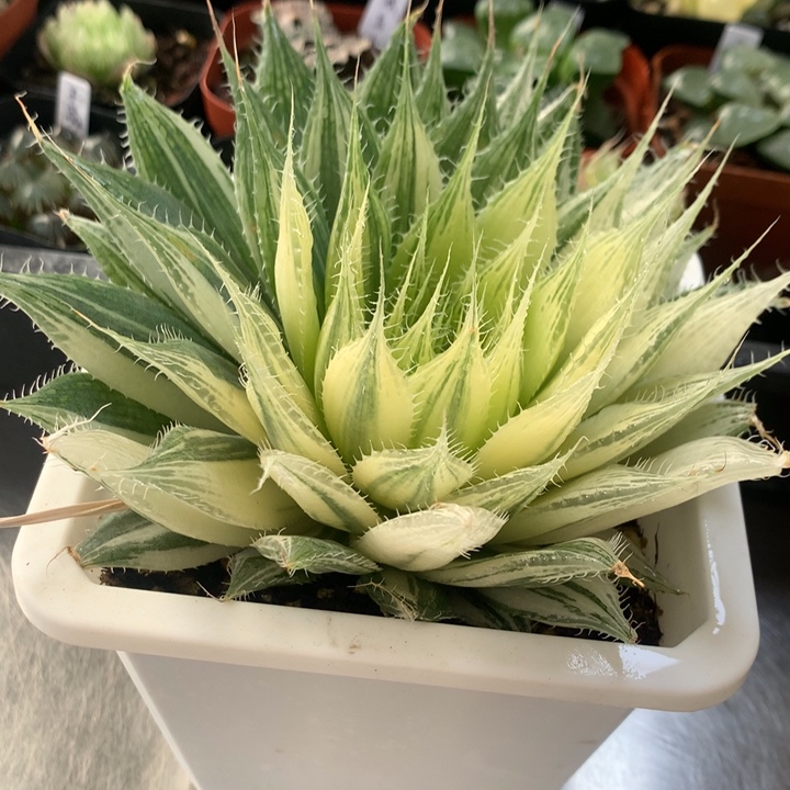 原始种锦3号一物一拍