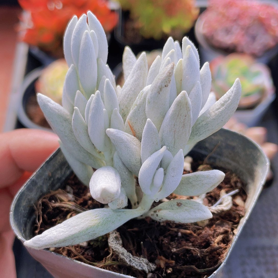 2号框银月一物一拍