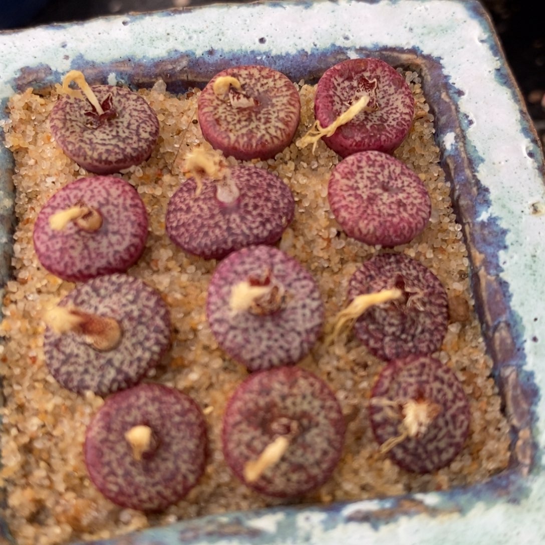 密纹安贞1颗买3送1