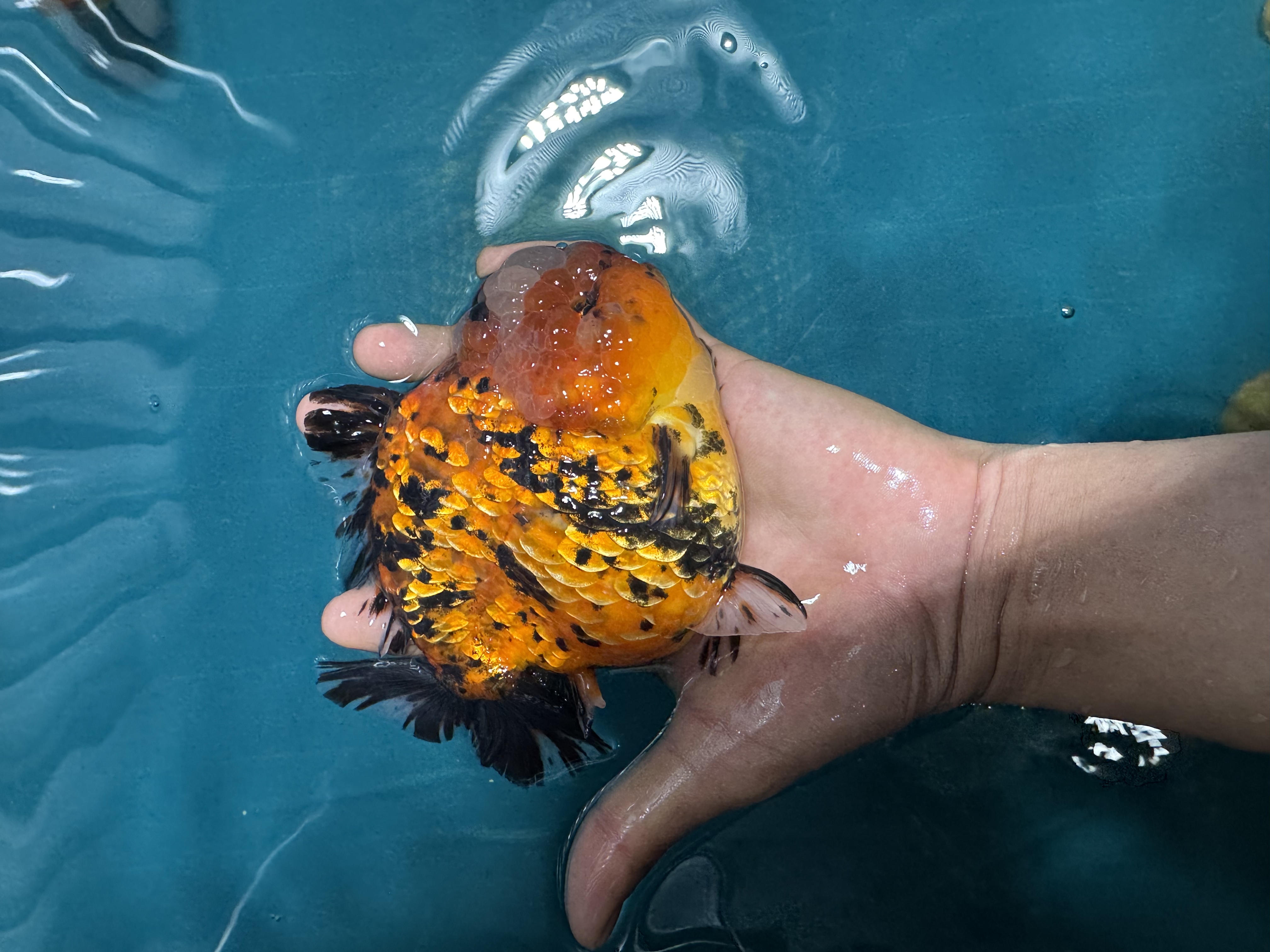 精品短尾将军泰狮百褶玛丽兰寿