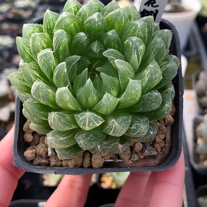 花蝴蝶玉露锦一物一拍