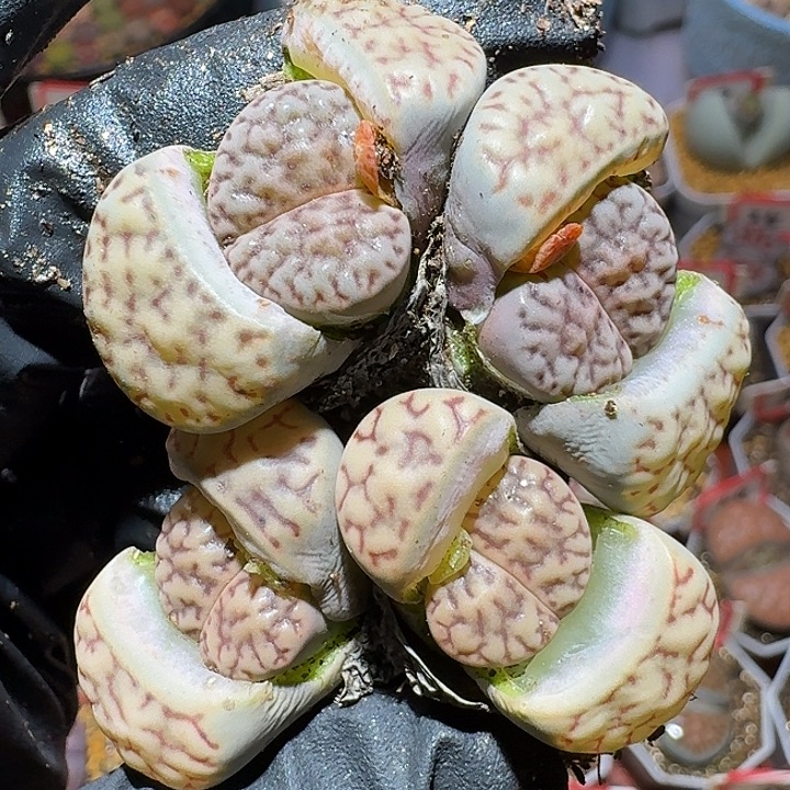 生石花2:：。紫折。 8号