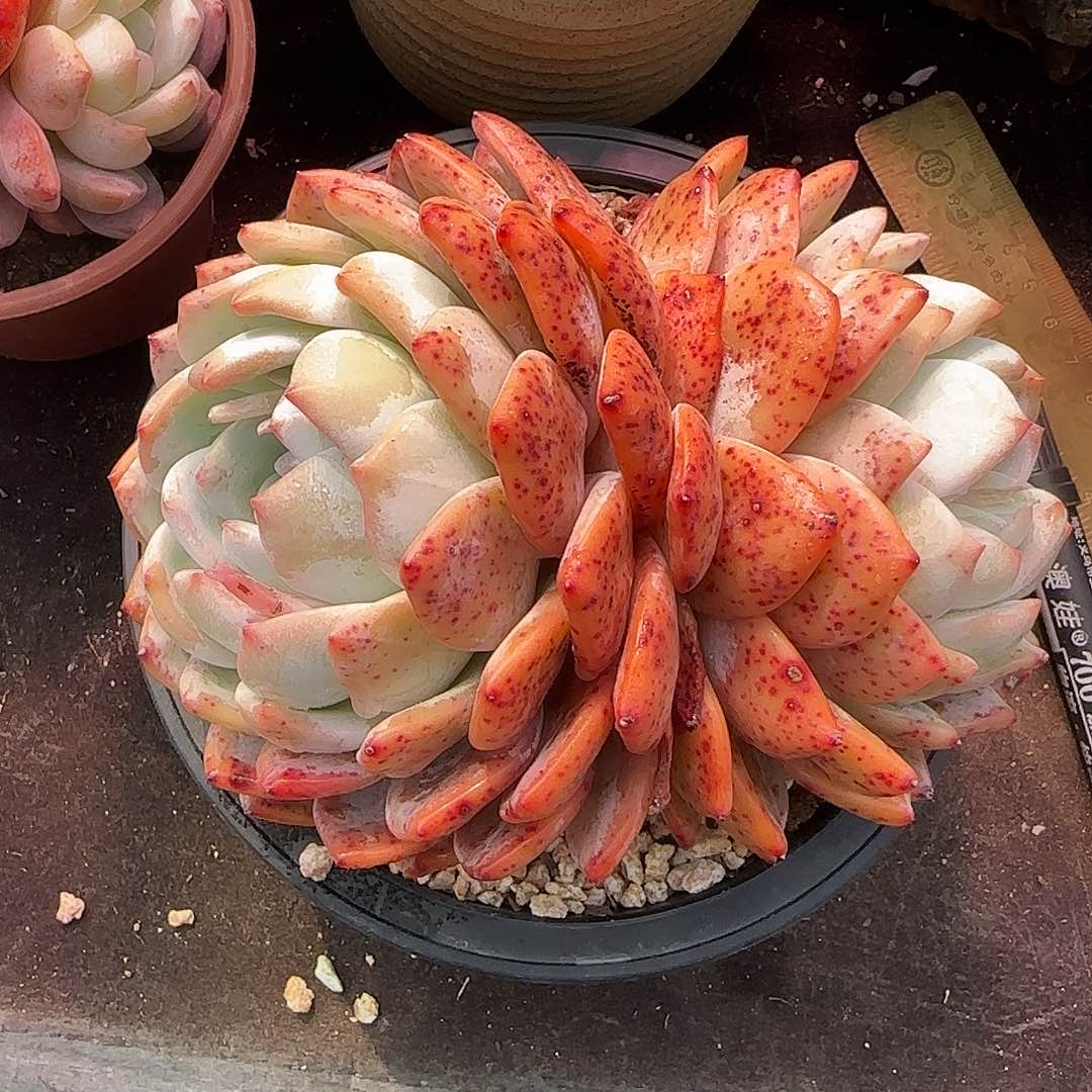 17公分左右木质老桩红血橙