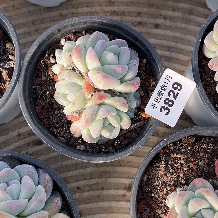 阿雅园艺。      3829