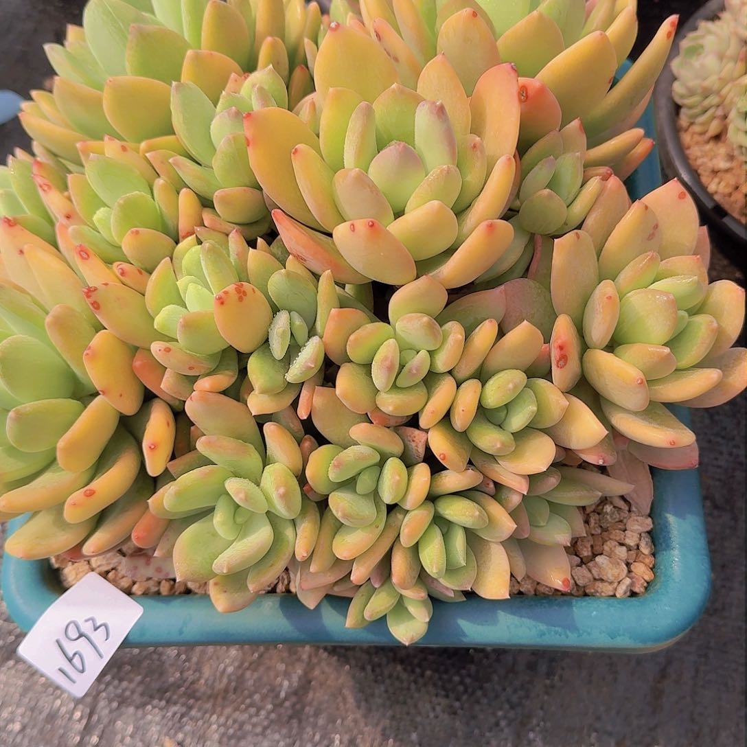 一**阳1693海洋之心多肉