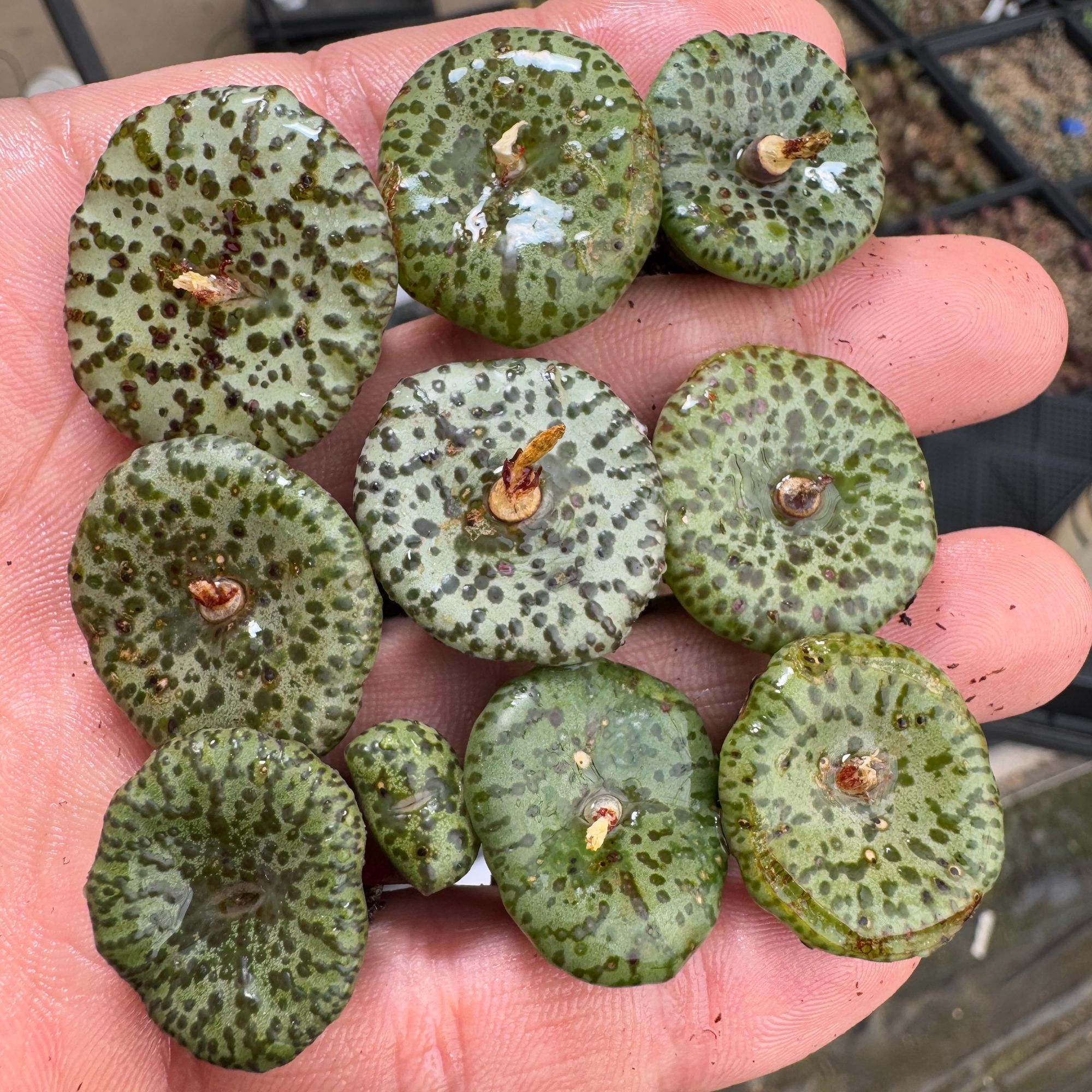 【天津专属】145多肉植物肉锥杂交安贞一颗