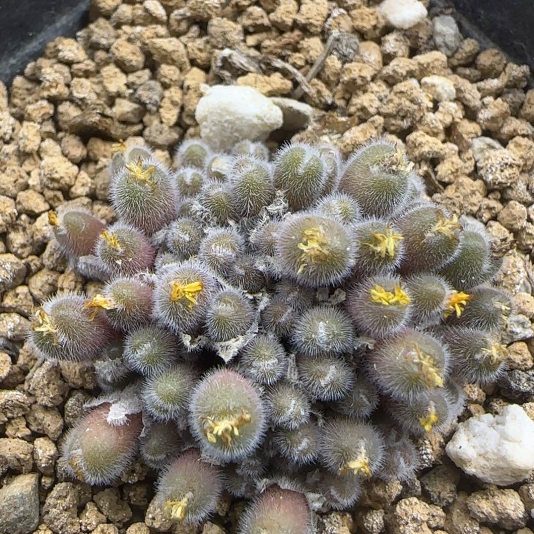 小毛球群多肉植物581