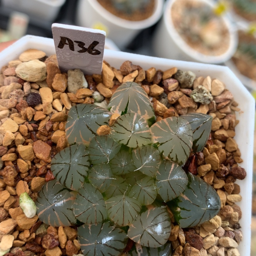 【闪购商品】36霓虹灯