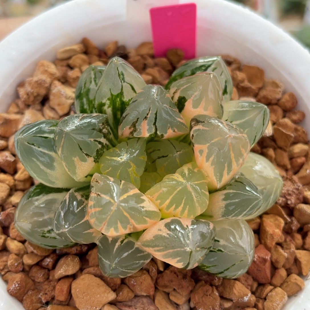 70水晶锦。          