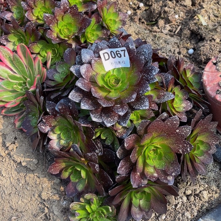 067赤炎链多肉法师不包断枝