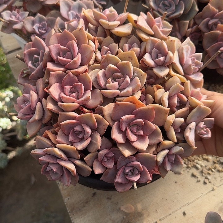 彩虹糖多肉植物提取精华