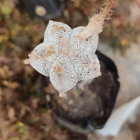 289处理仙人球的方法是